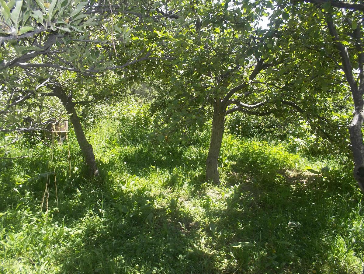 فندق Issyk-Kul - Camping Grigoryevka Grigor'yevka المظهر الخارجي الصورة