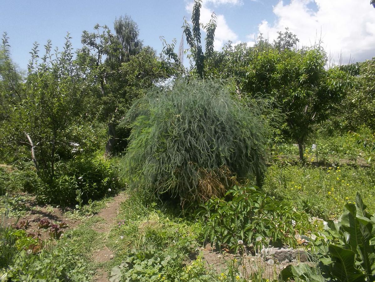 فندق Issyk-Kul - Camping Grigoryevka Grigor'yevka المظهر الخارجي الصورة