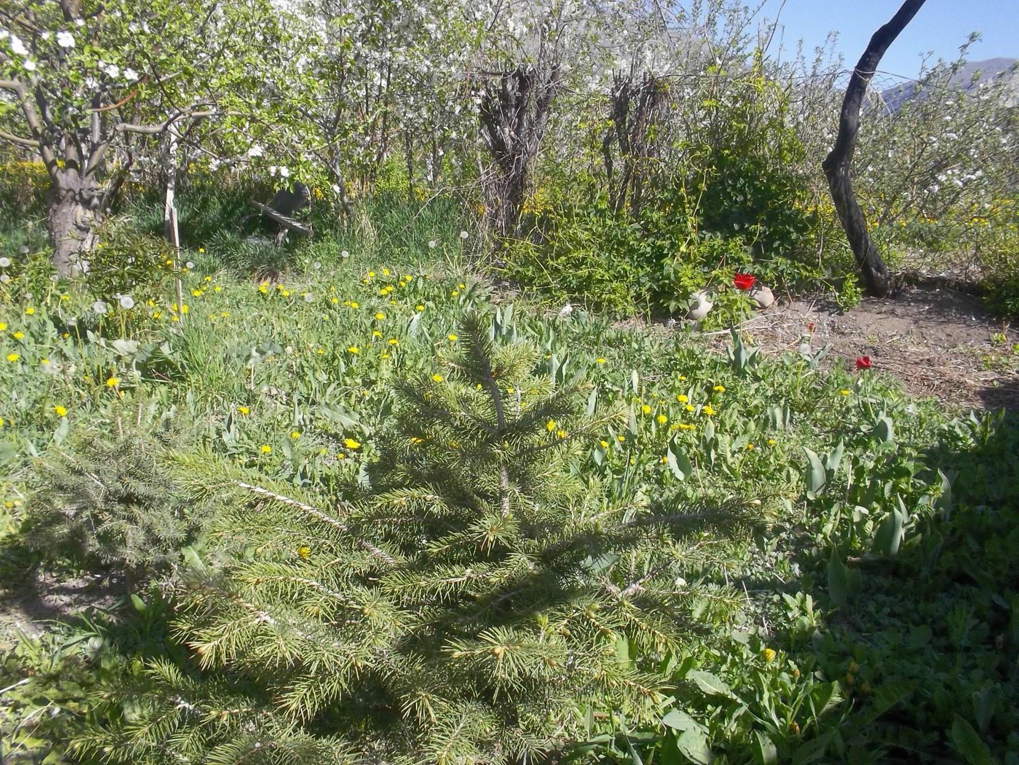 فندق Issyk-Kul - Camping Grigoryevka Grigor'yevka المظهر الخارجي الصورة