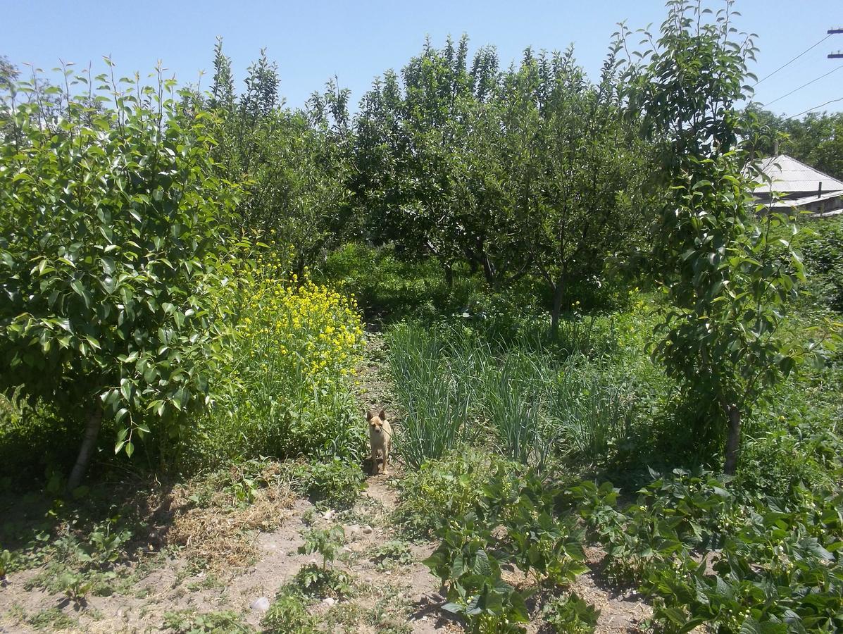 فندق Issyk-Kul - Camping Grigoryevka Grigor'yevka المظهر الخارجي الصورة